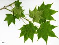SpeciesSub: subsp. savatieri SpeciesSub: subsp. savatieri